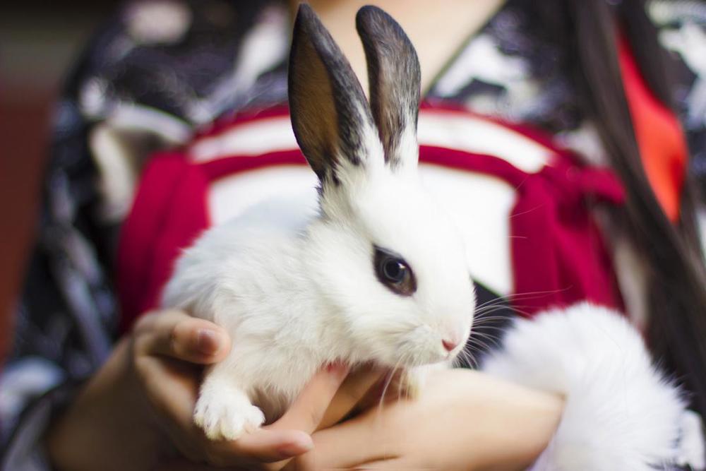 acgbuluo.com _002_.png